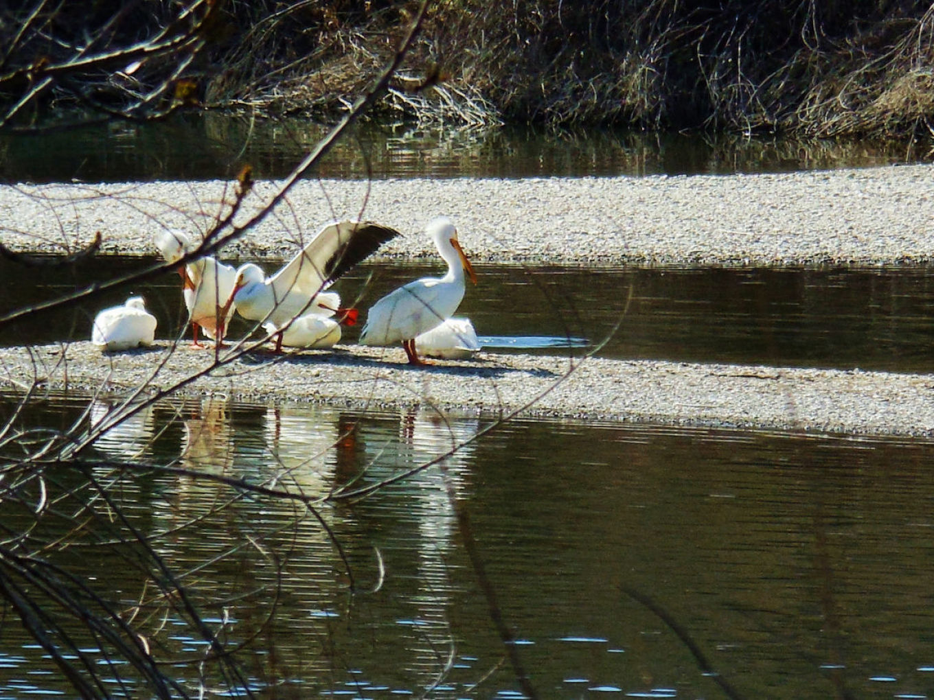 Birds
